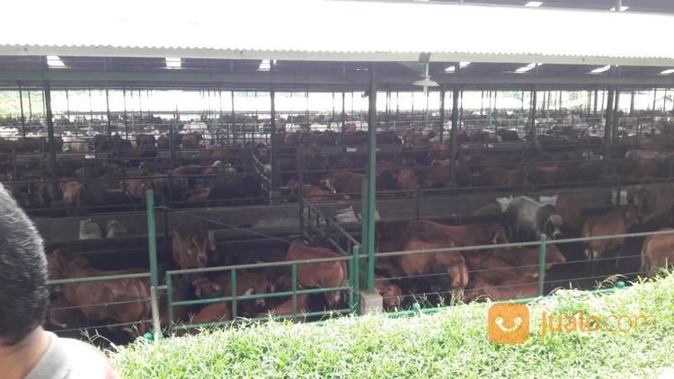 Pupuk Bokashi Kohe Sapi Fermentasi Siap Tabur