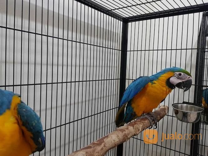 Burung Macaw Jenis Blue And Gold