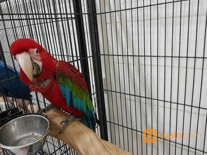 Burung Macaw Jenis Blue And Gold