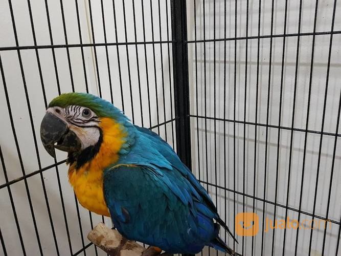 Burung Macaw Jenis Blue And Gold