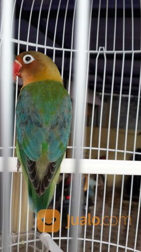 Lovebird Halfsider HS Jantan