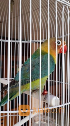 Lovebird Halfsider HS Jantan