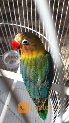 Lovebird Halfsider HS Jantan