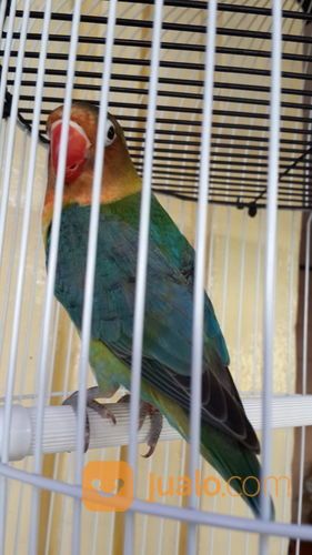 Lovebird Halfsider HS Jantan