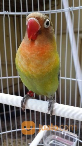 Lovebird Halfsider HS Jantan