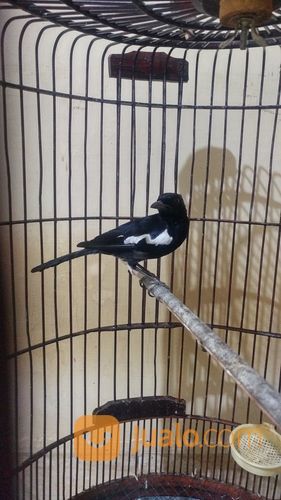 Kacer Wulung Raja Jantan