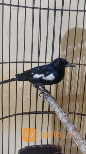 Kacer Wulung Raja Jantan