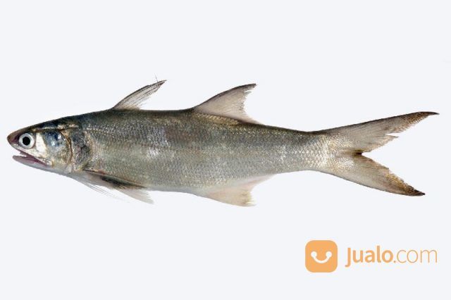 Foss Seafood Ikan Kuro / Senangi Frozen (Beku) Size 400gr-1kg