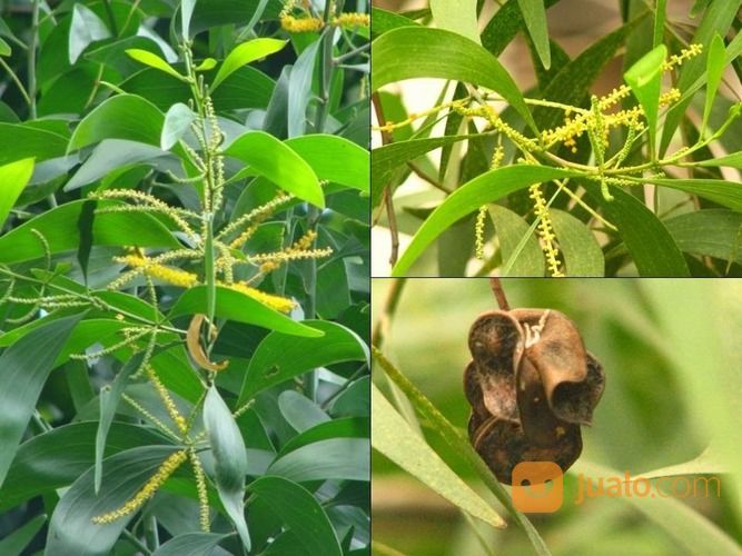Biji Benih Akasia Formis ( Akasia Auriculiformis ) Akasia Daun Kecil Tersedia Bibit Siap Tanam