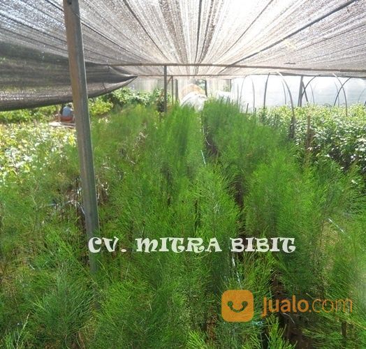 Bibit Cemara Laut | Bibit Tanaman Hias Cemara Laut Melayani Pembelian Ecer Dan Grosir