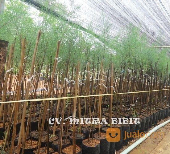 Bibit Cemara Laut | Bibit Tanaman Hias Cemara Laut Melayani Pembelian Ecer Dan Grosir