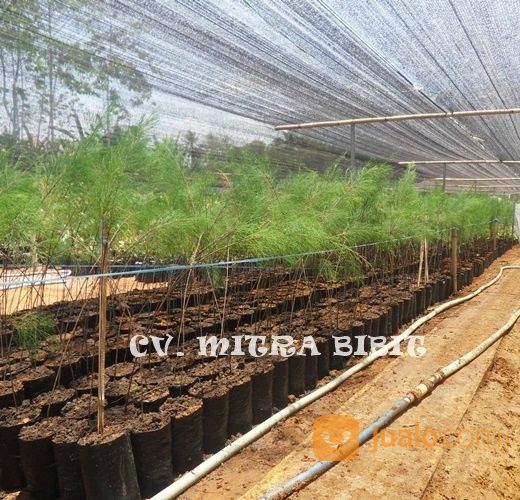 Bibit Cemara Laut | Bibit Tanaman Hias Cemara Laut Melayani Pembelian Ecer Dan Grosir