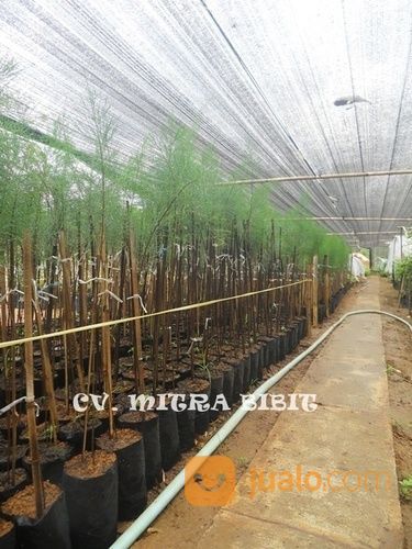 Bibit Cemara Laut | Bibit Tanaman Hias Cemara Laut Melayani Pembelian Ecer Dan Grosir