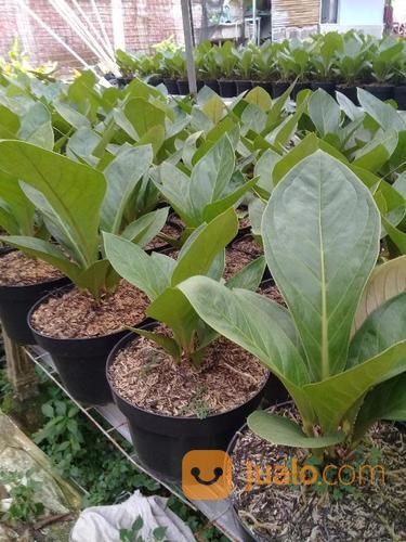 Bunga Anthurium Jemani (Kol)