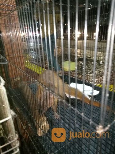 Garangan Jawa Jantan