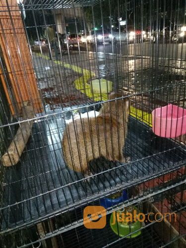 Garangan Jawa Jantan