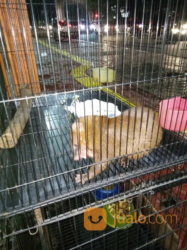 Garangan Jawa Jantan