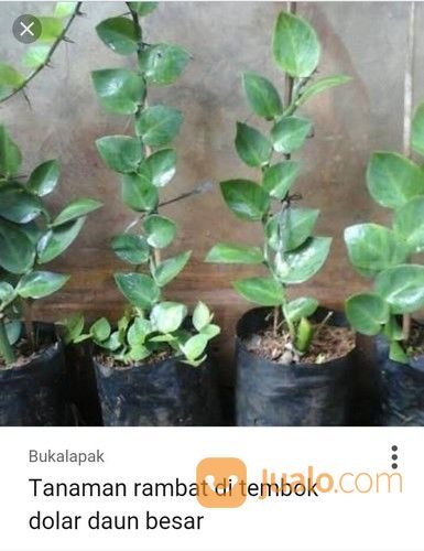 Pohon Lee Kuan Yew. Pohon Lee Kwan Yew