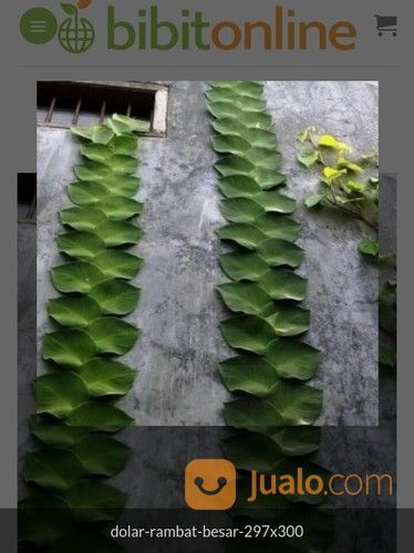 Pohon Lee Kuan Yew. Pohon Lee Kwan Yew