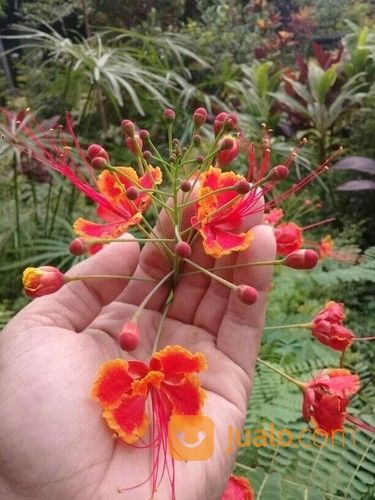Tanaman Hias Kembang Merak Merah
