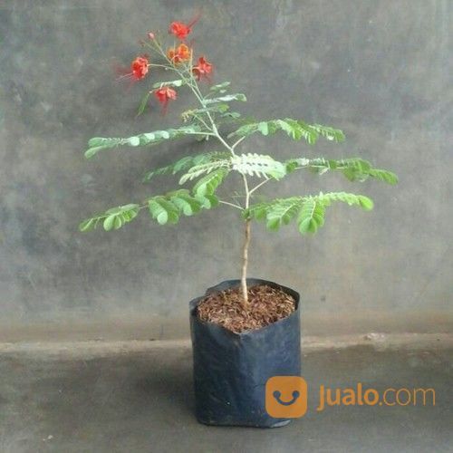 Tanaman Hias Kembang Merak Merah