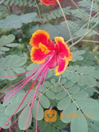 Tanaman Hias Kembang Merak Merah