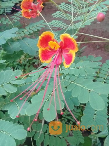 Tanaman Hias Kembang Merak Merah