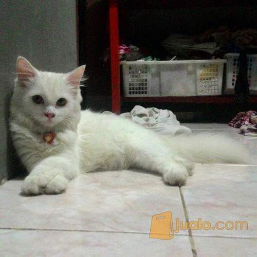Anak Kucing Persia mix Anggora (Putih Cerah) CIREBON