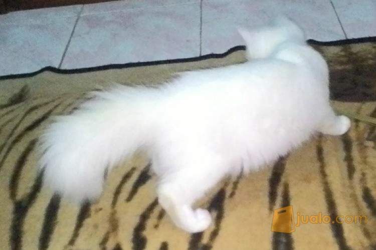 Anak Kucing Persia mix Anggora (Putih Cerah) CIREBON
