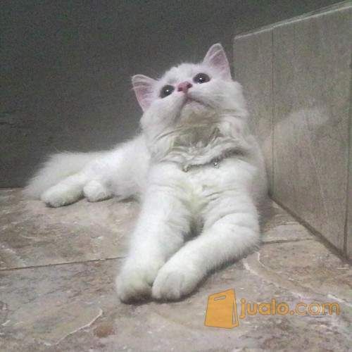 Anak Kucing Persia mix Anggora (Putih Cerah) CIREBON