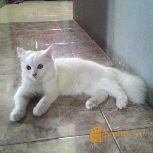 Anak Kucing Persia mix Anggora (Putih Cerah) CIREBON