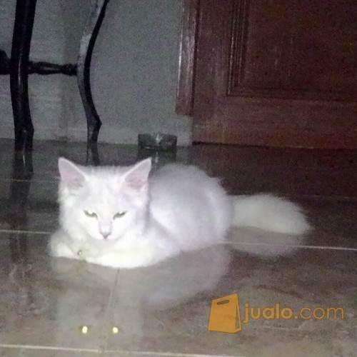 Anak Kucing Persia mix Anggora (Putih Cerah) CIREBON