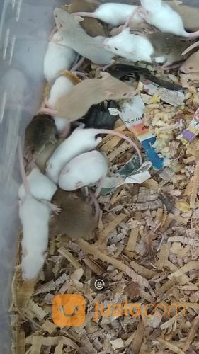 Tikus Putih / Mencit