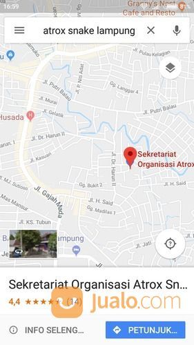 Tikus Putih / Mencit