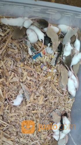 Tikus Putih / Mencit