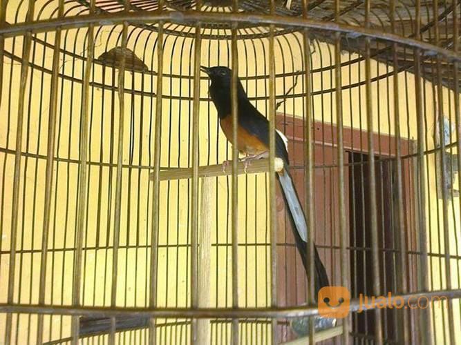 Murai Batu Medan Super