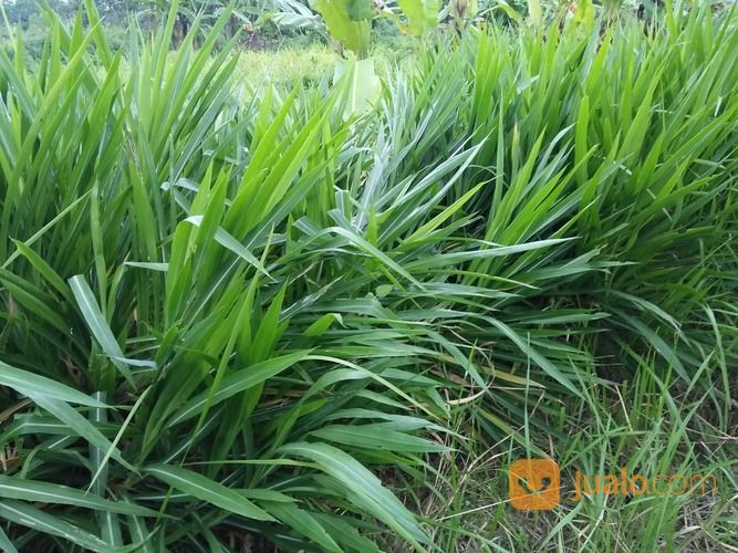 Rumput "Odot" Pakan Embek