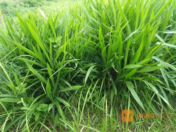 Rumput "Odot" Pakan Embek