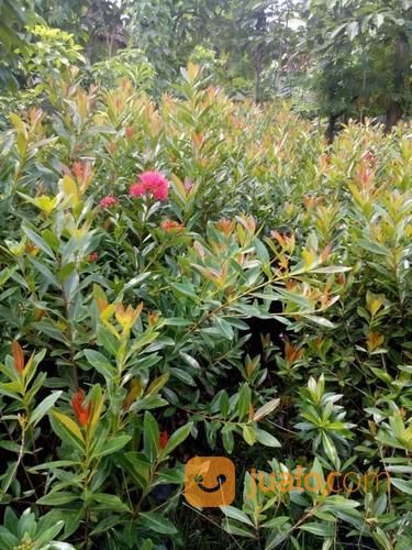 Tanaman Santos Lemon Merah Berbunga