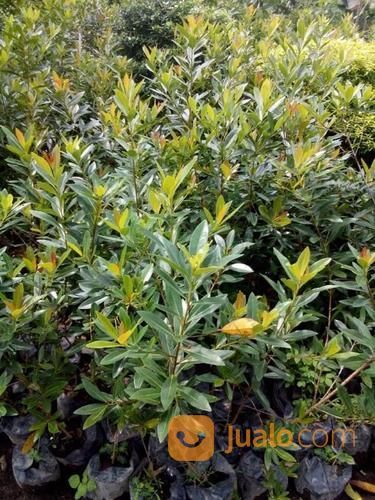Tanaman Santos Lemon Merah Berbunga