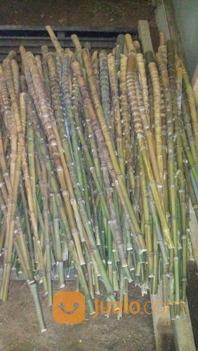 Bambu Cendani Bahan Gagang Pancing