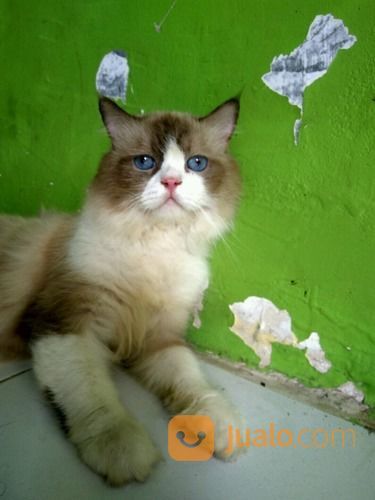 Kucing Anggora Jantan.Umur 9 Bulan.Warna Abu-Abu Campur Putih. Mata Biru Terang.A