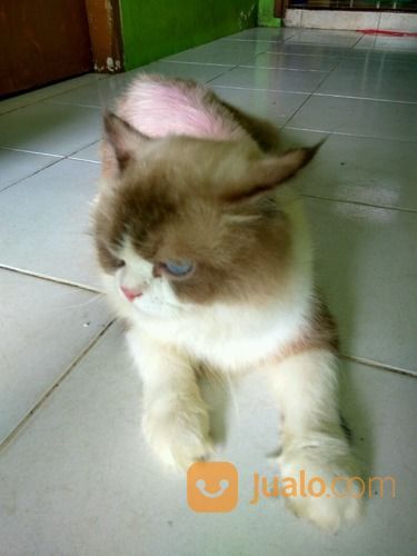 Kucing Anggora Jantan.Umur 9 Bulan.Warna Abu-Abu Campur Putih. Mata Biru Terang.A