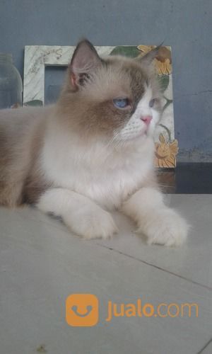 Kucing Anggora Jantan.Umur 9 Bulan.Warna Abu-Abu Campur Putih. Mata Biru Terang.A