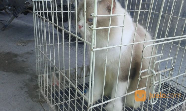Kucing Anggora Jantan.Umur 9 Bulan.Warna Abu-Abu Campur Putih. Mata Biru Terang.A
