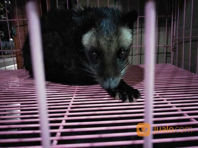 Musang Bulan Gatot