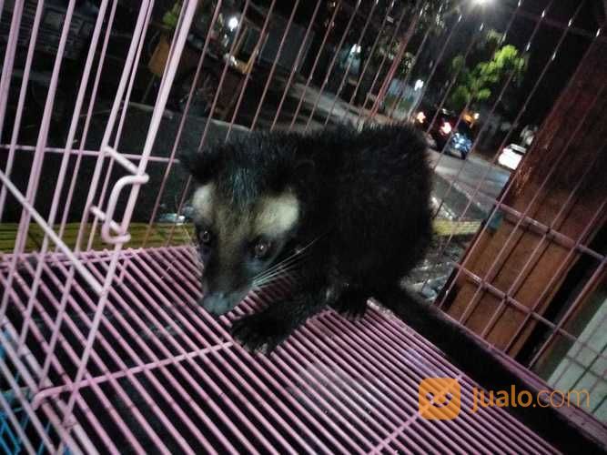 Musang Bulan Gatot