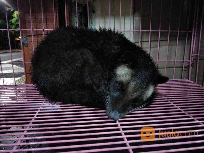 Musang Bulan Gatot
