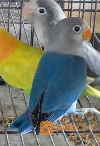 Lovebird Anakan