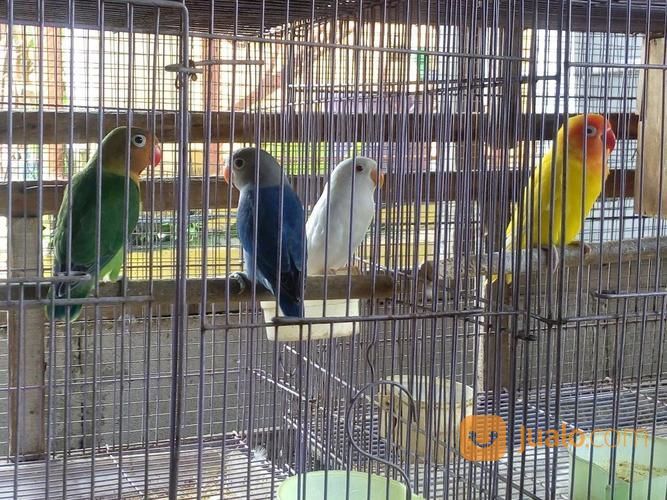 Lovebird Anakan